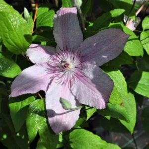 Clematis 'Hagley Hybrid' (LL) 60-80 cm